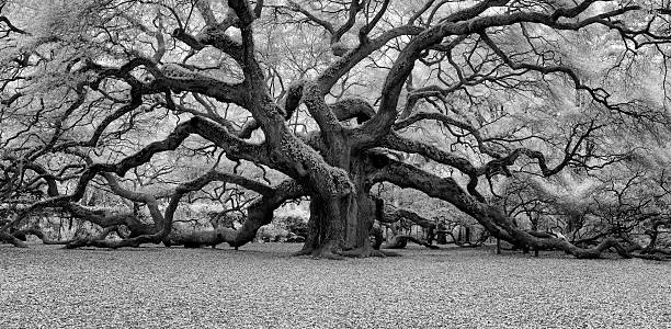 Angel Oak Black and White An infrared image of Angel Oak in Charleston, South Carolina. south carolina photos stock pictures, royalty-free photos & images