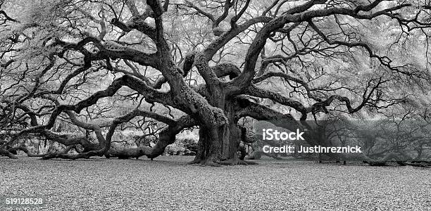 Angel Oak Black And White Stock Photo - Download Image Now - Black And White, Photography, Landscape - Scenery