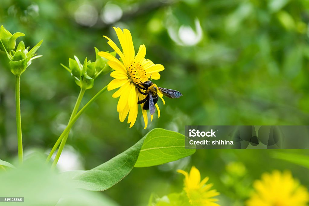 Abeille menuisière et Tetragonotheca helianthoides, Asteraceae, Amérique du Nord, du sud-est - Photo de Abeille menuisière libre de droits