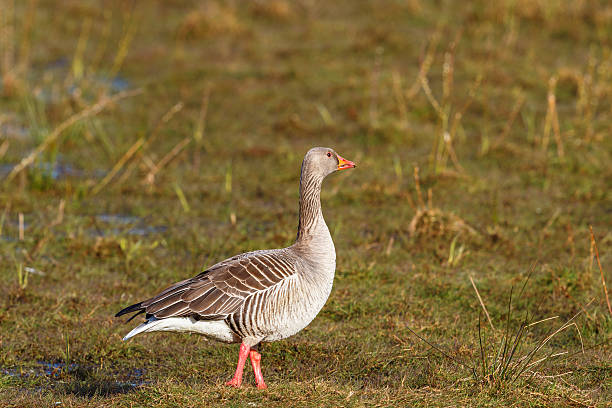 istock Greylag goose standing on the meadow 519128664