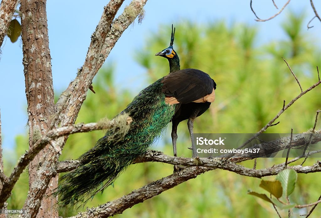 male Green Peafowl (Pavo muticus) beautiful male Green Peafowl (Pavo muticus) inThai forest Animal Stock Photo