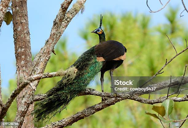 Male Green Peafowl Stock Photo - Download Image Now - Animal, Animal Body Part, Animal Head