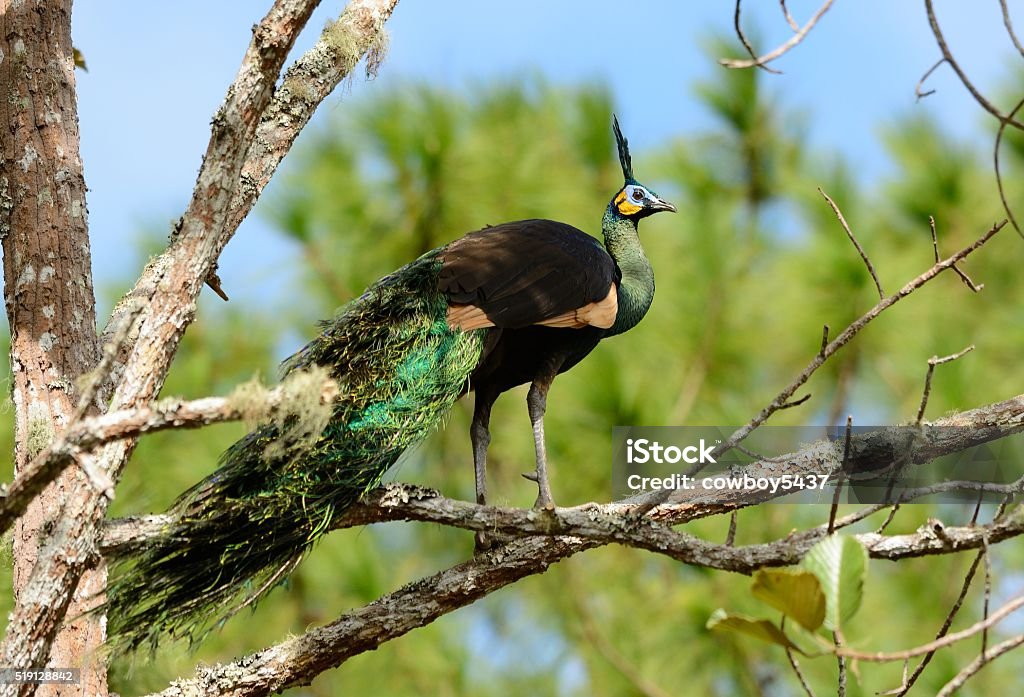 male Green Peafowl (Pavo muticus) beautiful male Green Peafowl (Pavo muticus) inThai forest Animal Stock Photo