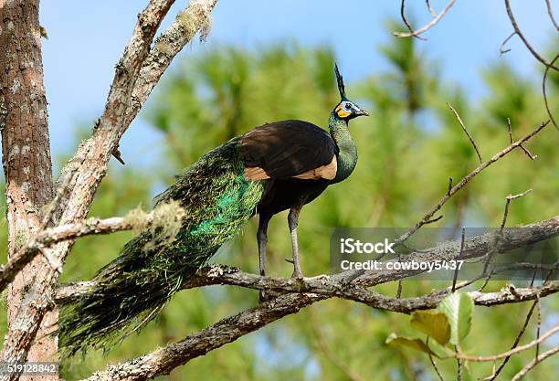 Male Green Peafowl Stock Photo - Download Image Now - Animal, Animal Body Part, Animal Head