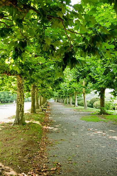 istock avenue of the park 519129325