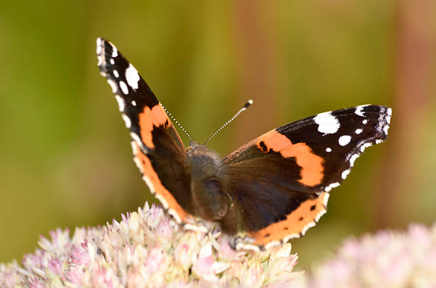 Butterfly on pink flowers. stock photo