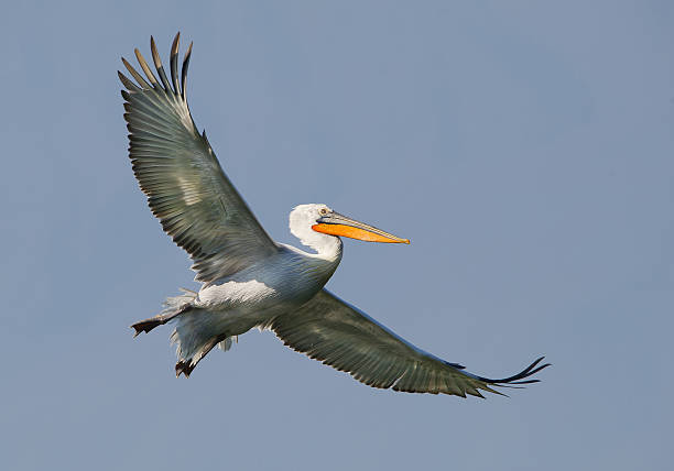 istock Dalmatian pelican in flight 519129738