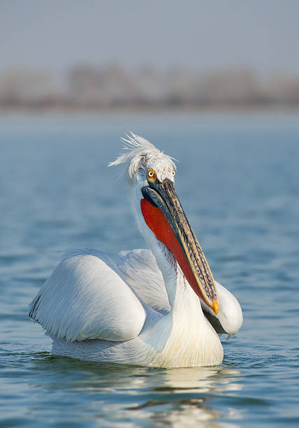 istock Dalmatian pelican in breeding colors 519129878