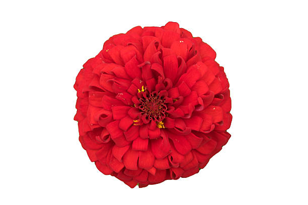 istock Red Zinnia, cut out, white background 519130233