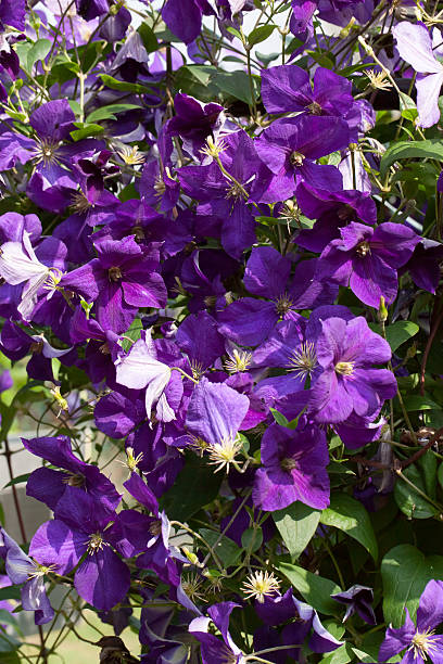 istock Purple clematis flowers 519130505