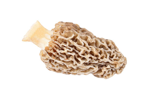 istock Morchella esculenta mushroom 519130842