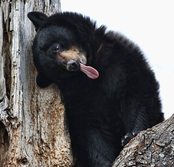 Black bear in tree 1 stock photo