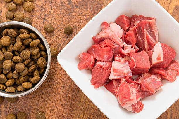 istock Meat and dry dog's food 519131870