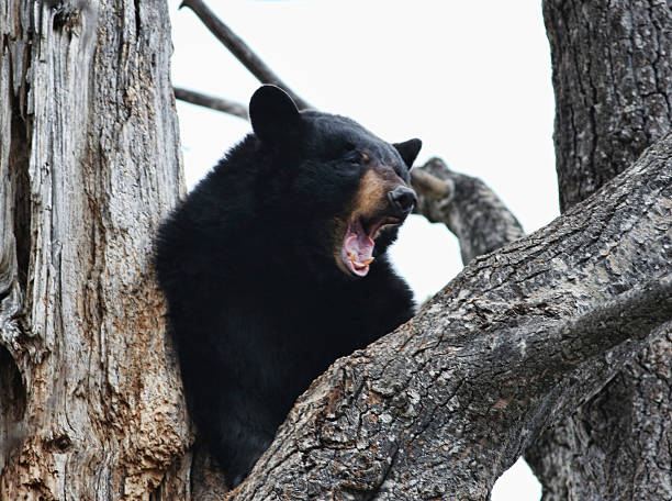 Black bear in tree 2 stock photo