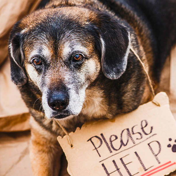 istock Homeless and Hungry Dog Begging for Help 519132521