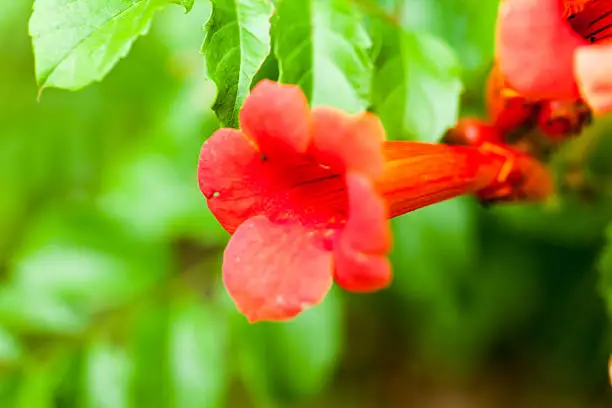 Schisandra arisanensis, SCHISANDRACEAE, China, Taiwan