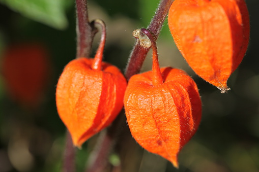 A close up of Chinese Lanterns growing in our garden in Derbyshire. These seed pods have lots of nick names.