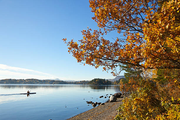 Man kayaking on calm fjord in fall. Man in kayak on  the fjord. ellow birch trees in fall. Sollerud beach, Hovik, Norway norway autumn oslo tree stock pictures, royalty-free photos & images