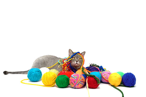 istock British shorthair cat is playing with colored wool skein 519134584