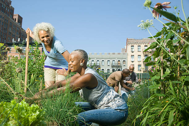 Women working in a community garden Women working in a community garden community garden stock pictures, royalty-free photos & images