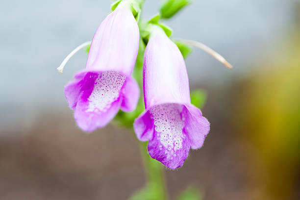 のクローズアップ Digitalis thapsi 、Plantaginaceae ,ポルトガル ストックフォト