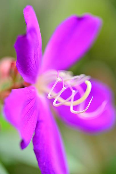 istock Glory bush or Tibouchina urvilleana 519135625