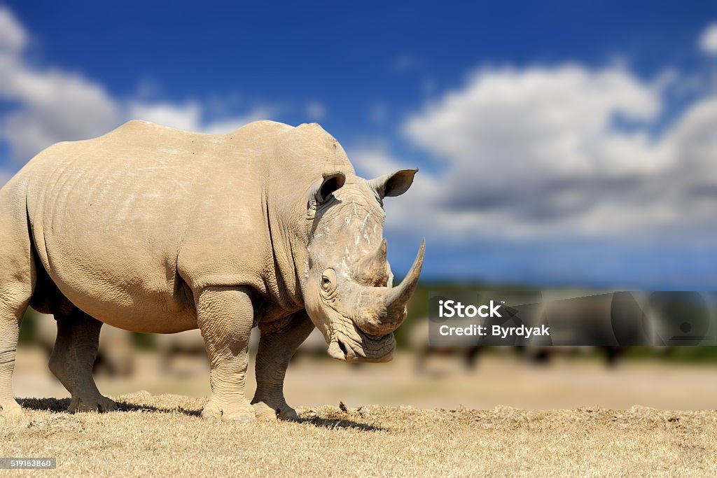 Rhino on savannah in Africa Rhino on savannah in Africa, National park of Kenya Africa Stock Photo