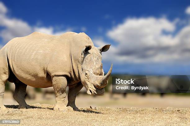 Rhino On Savannah In Africa Stock Photo - Download Image Now - Africa, Animal, Animal Wildlife