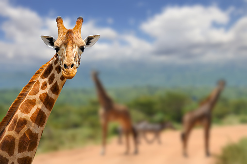 Giraffe on savannah in Africa, National park of Kenya