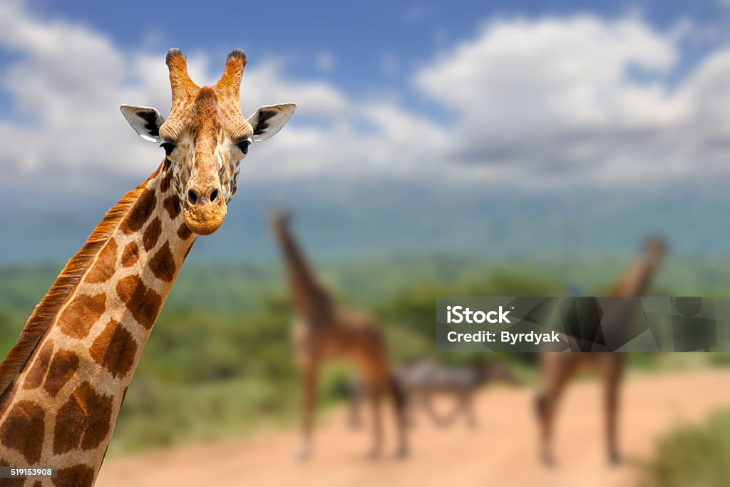 Giraffe on savannah in Africa Giraffe on savannah in Africa, National park of Kenya Giraffe Stock Photo