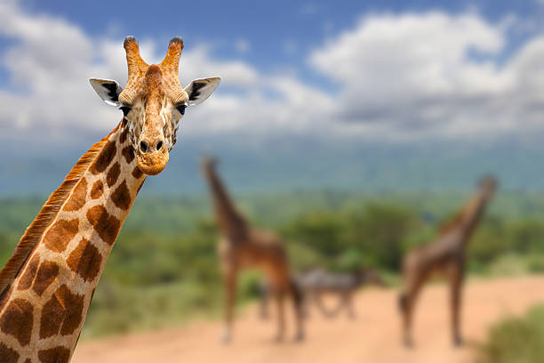 Giraffe on savannah in Africa stock photo