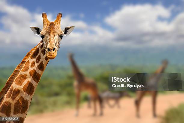 Giraffe On Savannah In Africa Stock Photo - Download Image Now - Giraffe, Fun, Close-up