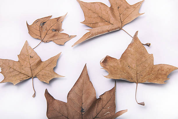 istock Background: dead autumnal leaves on white 519154036