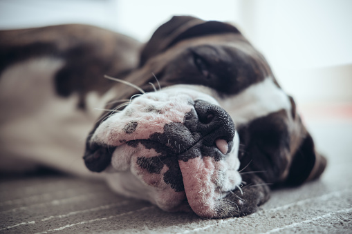 Brindle colour Boxer puppy laying on the living room floor, snout on the floor and  sleeping. Focus on the tip of his nose.