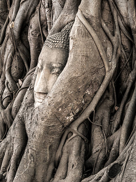 istock Wat Phra Mahathat Buddha head at Ayutthaya Thailand 519154626