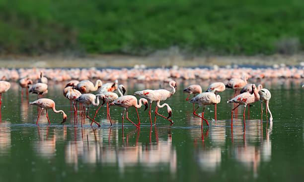 istock Pink flamingos in water 519154778