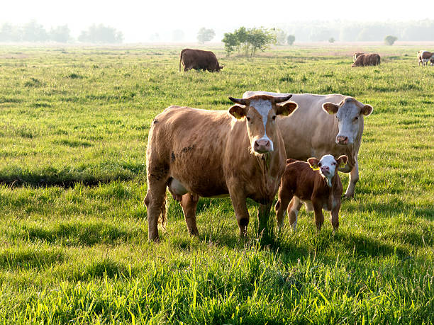 Two cows with calf at sunrise in the pasture