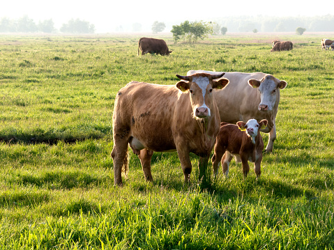 A view of two brown cows and a calf standing in a pasture of green grass a short time after sunrise. Other cows and trees can be seen in a foggy distance.