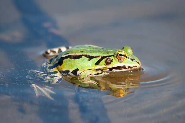 istock Green frog in lake 519154936