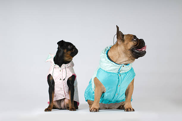 istock French bulldog and pti brabanson portrait 519155166