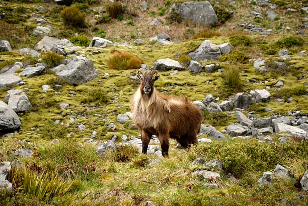 Himalayan Tahr An introduced Tahr lives in Mount Cook National Park, New Zealand mt cook photos stock pictures, royalty-free photos & images