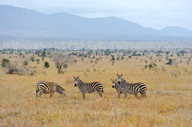 istock Zebra on grassland in Africa 519155432