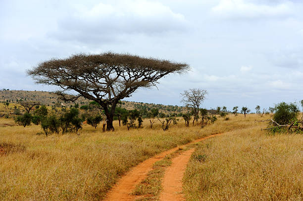 istock Landscape with tree in Africa 519155510