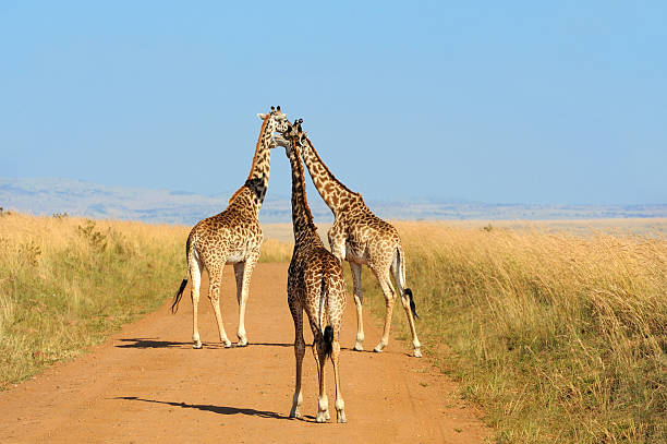istock Giraffe in National park of Kenya 519156198
