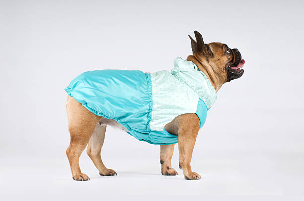 istock French bulldog portrait 519156508
