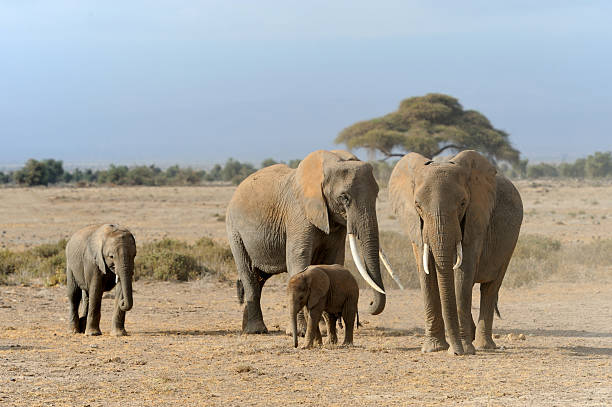 istock Elephant in National park of Kenya 519156706