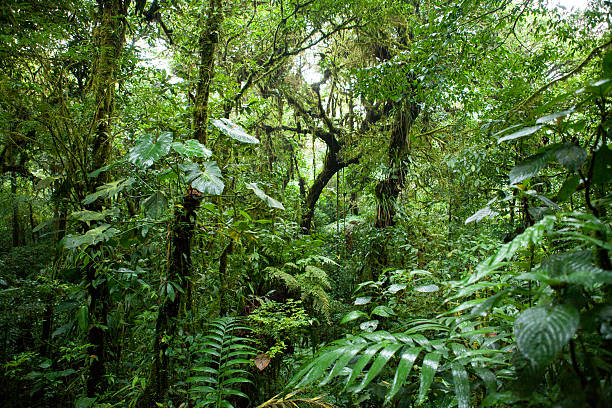 istock Monteverde cloud forest, costa rica 519156758