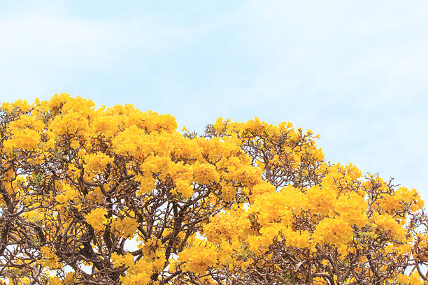 istock Close up yellow flowers blossom in spring time 519156954