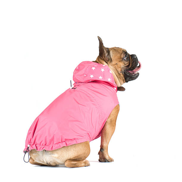 istock French bulldog portrait 519157090