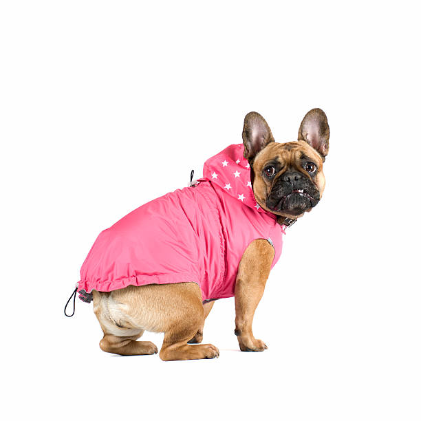 istock French bulldog portrait 519157222